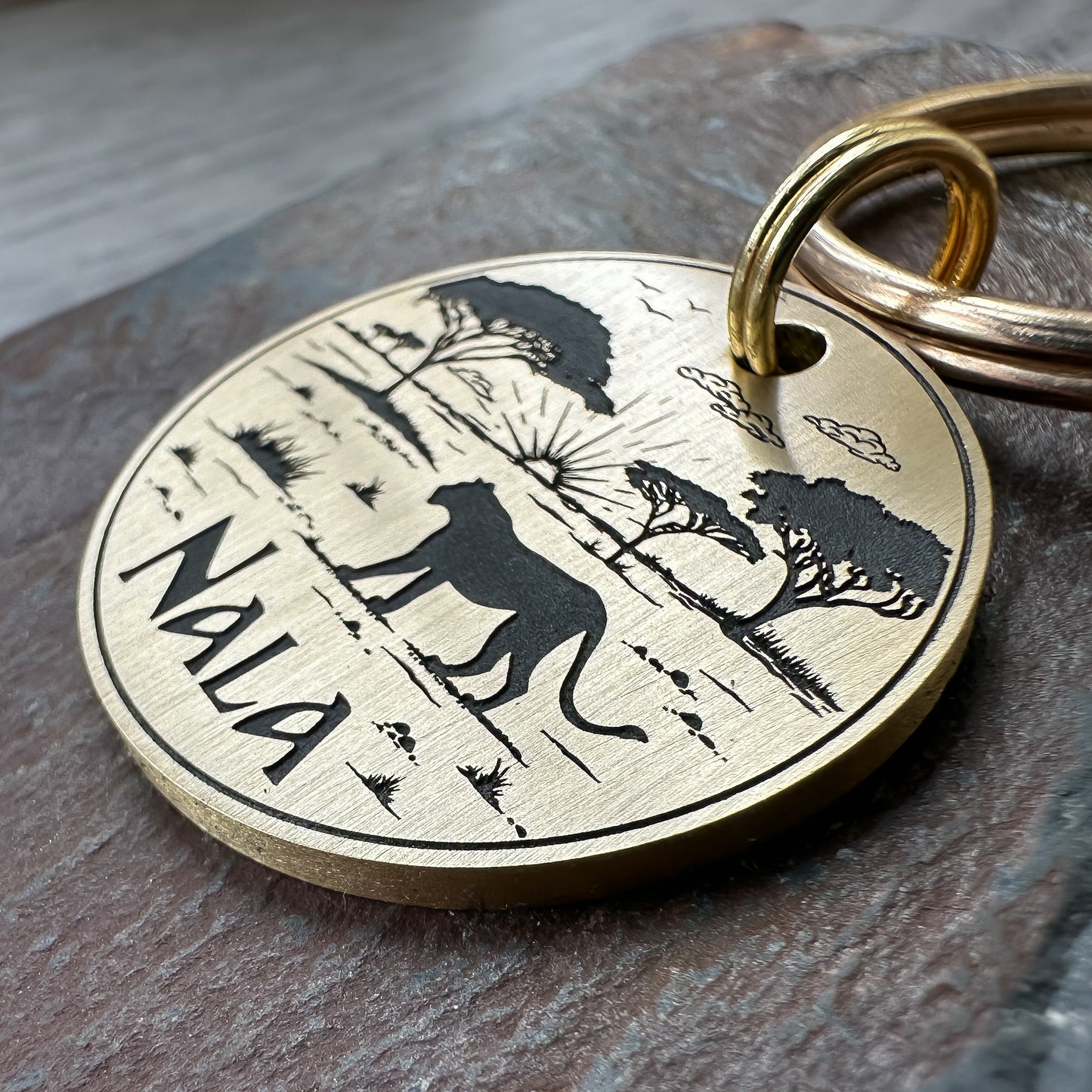 Lioness on the Saraha