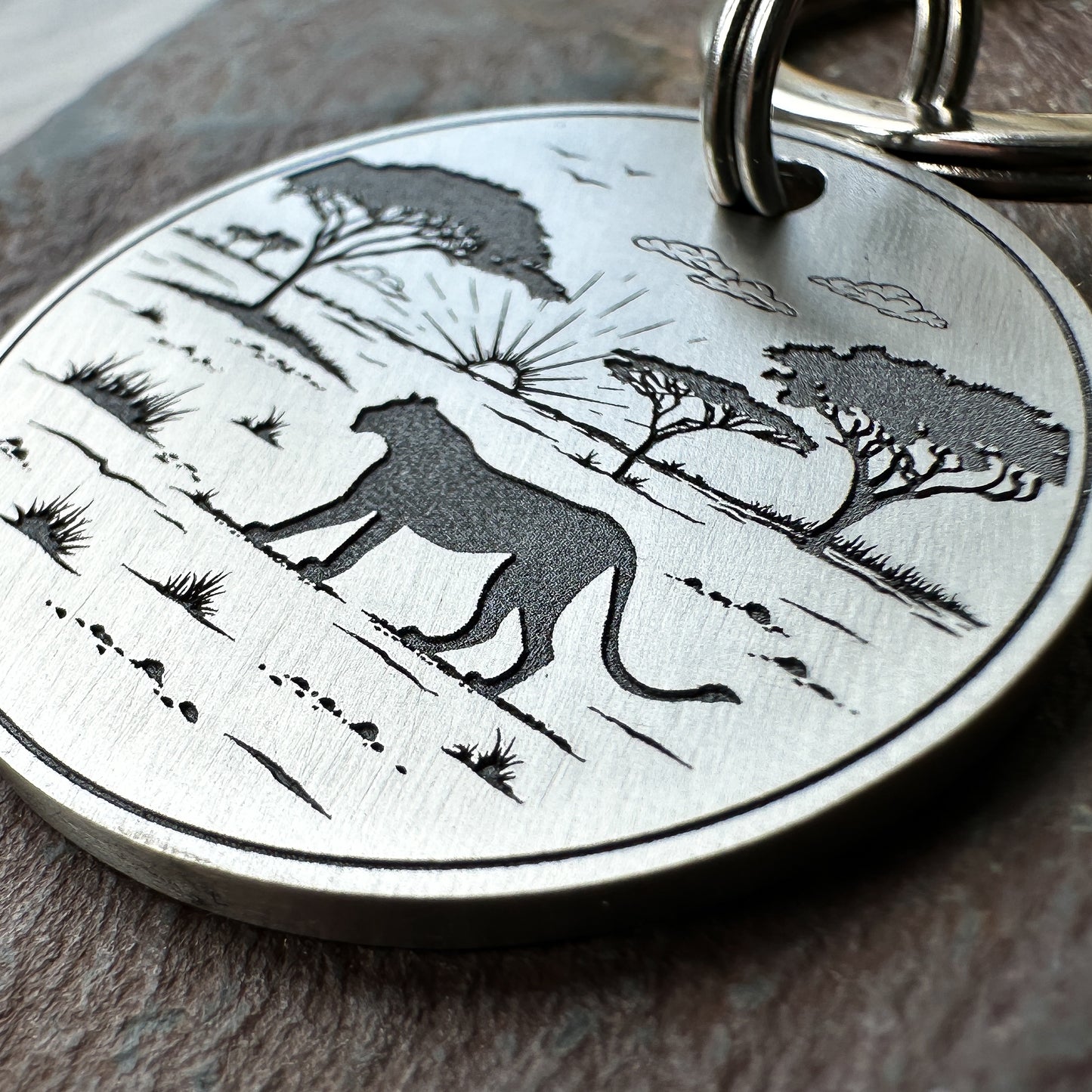 Lioness on the Saraha
