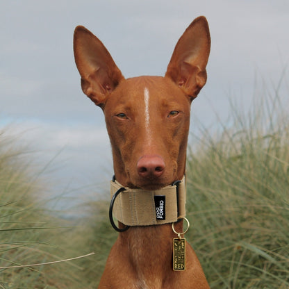 Egyptian Hieroglyphics